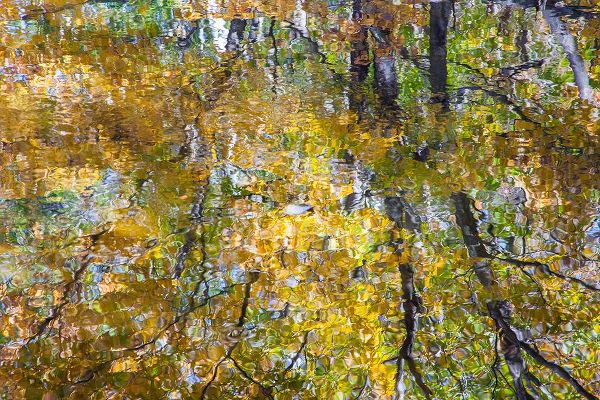 Gulin, Sylvia 아티스트의 USA-New Hampshire-Gorham Autumn colors reflected in small pond작품입니다.